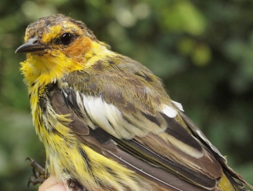 Some parts of Quebec (especially the Saguenay region) had remarkable numbers of breeing Cape May Warblers this summer, a reflection of the province's spruce budworm outbreak. The adult (very likely second-year) male above marks the first time we have had this species at MBO as a molt migrant. More often, the Cape May Warblers banded at MBO are hatch-year birds, like the one below also banded this week. (Photos by Simon Duval)