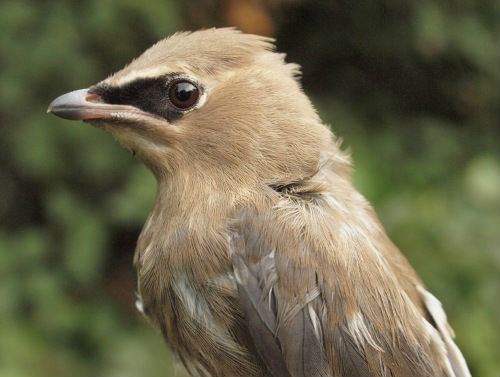 Some local birds were banded at MBO this week, including the juvenile Cedar Waxwing above, and adult Eastern Phoebe below. (Photos by Simon Duval)