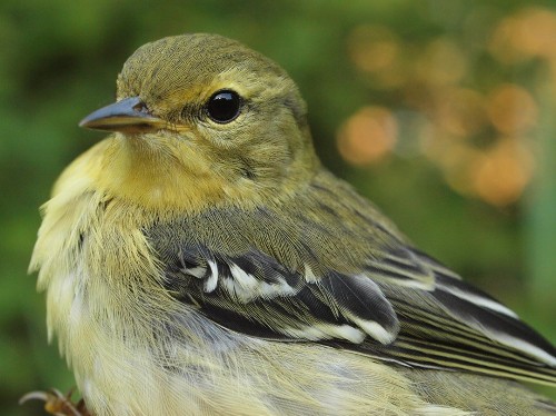 Blackpoll Warbler usually peaks at MBO in September, but some individuals are already moving through. (Photo by Simon Duval)