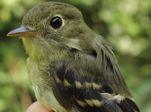 Yellow-bellied Flycatchers were banded at MBO this week in unprecedented numbers. (Photo by Simon Duval)