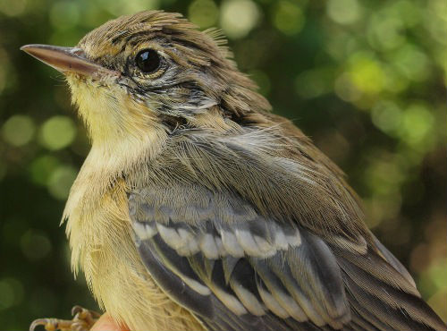 Although Pine Warblers nest immediately adjacent to MBO in the Morgan Arboretum, they remain among the species least frequently banded during our programs - the one above was only the third individual in ten years! In contrast, below is one of the 8 Blackpoll Warblers also banded this week. (Photos by Simon Duval)