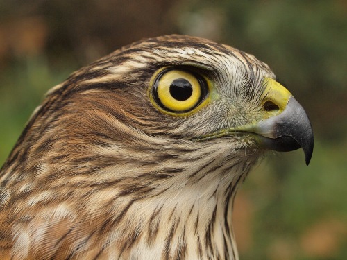 Until recently it was an unusually quiet fall for Sharp-shinned Hawks at MBO, but with one last week and another five this week, numbers are now close to average for the season. (Photo by Simon Duval)