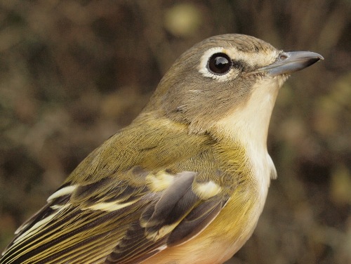 As banders, we always have to be aware of the potential for rarities - including some that differ only in subtle ways from more common species. This Blue-headed Vireo had us thinking about Cassin's Vireo for a bit, due to the greenish head and back, but the contrast between the cheek and throat was enough to convince us it was just a somewhat differently coloured variant of our "regular" vireo. (Photo by Simon Duval)