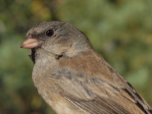 Although often thought of as a bird of winter, Slate-colored Juncos have already started to arrive at MBO. (Photo by Simon Duval)