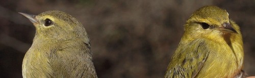 Nashville Warblers are still on the move, with over 100 banded so far this fall. Even though it is now October, we still observed 12 warbler species this week (the others being Tennessee, Orange-crowned, Cape May, Black-throated Blue, Yellow-rumped, Black-throated Green, Palm, Black-and-white, Wilson's, American Redstart, and Common Yellowthroat). Given that most of them will not be seen again until spring, we dedicate this week's photos to a selction of these warblers. (Photo by Simon Duval)