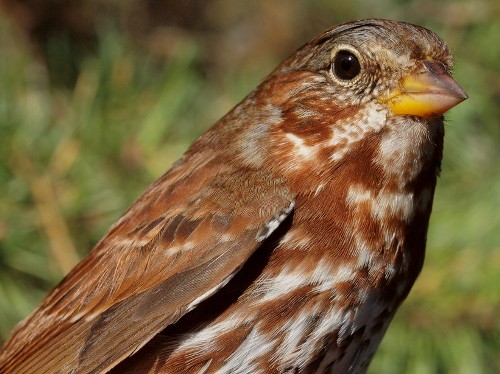 Fox Sparrows are always a sign that we are approaching the end of fall migration. (Photo by Simon Duval)