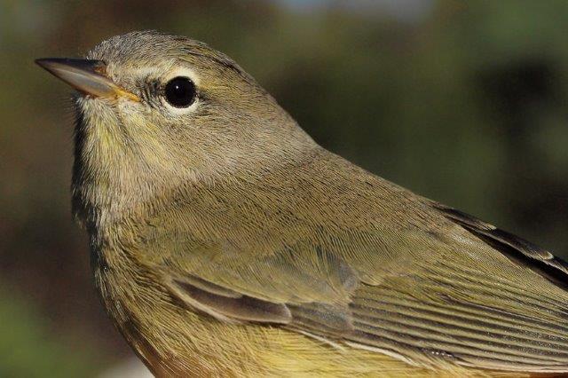The arrival of the first Orange-crowned Warbler of fall on September 30 matched the record late date established in 2008; this individual (possibly the same bird) was banded the next morning (Photo by Simon Duval)
