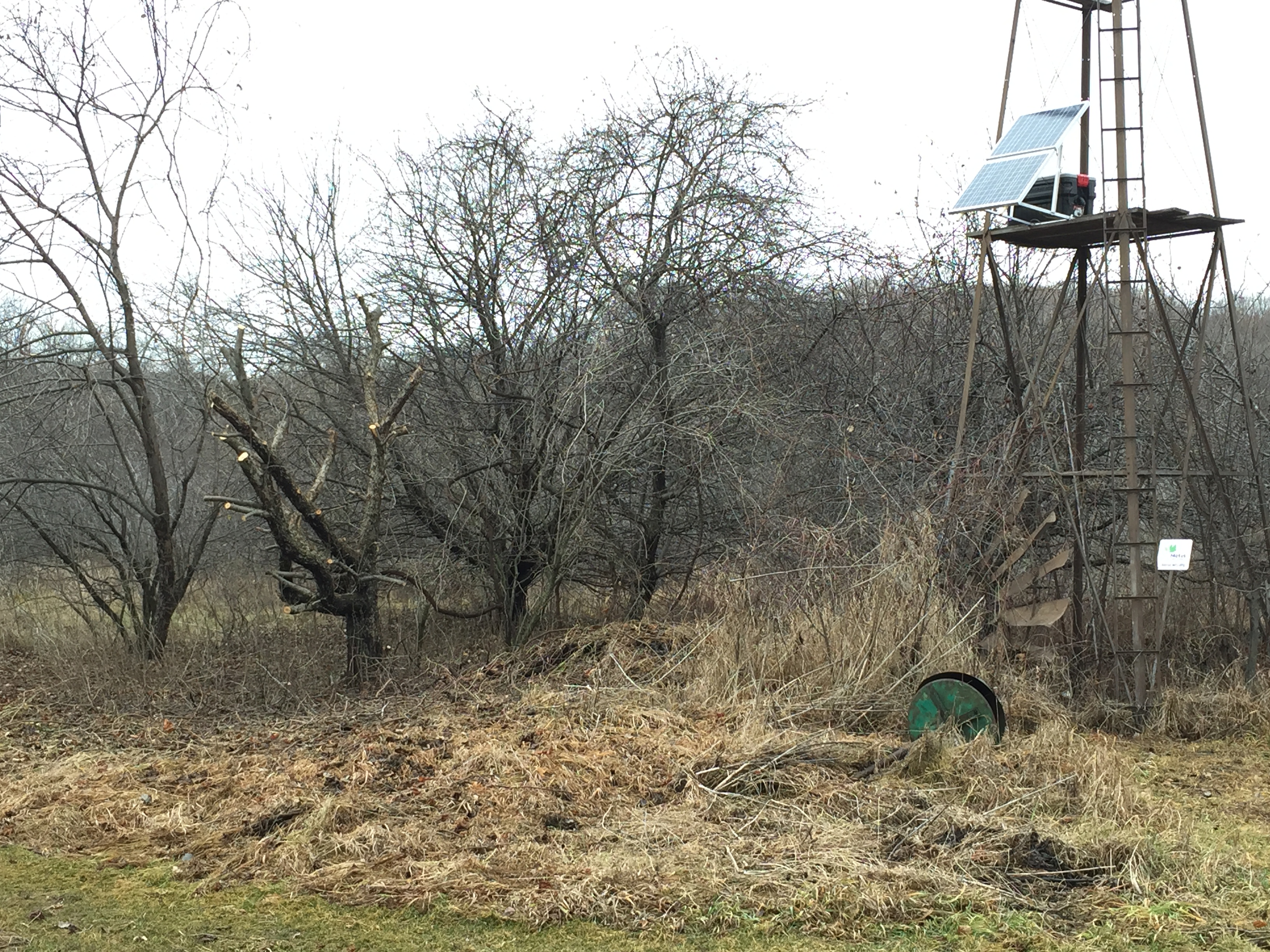 Taking advantage of the snow-free conditions, we pruned some vegetation around the old windmill tower to improve the efficiency of the solar panels powering our Motus antennas – which this fall detected shorebirds tagged along James Bay in Ontario and thrushes from l’Observatoire d’oiseaux de Tadoussac – details to follow in our 2015 program report (Photo by Simon Duval)