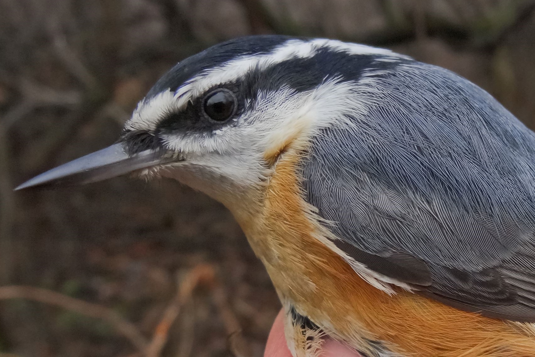 Although no Red-breasted Nuthatches were detected this month away from the nets, there were 4 repeats, far more than usual (Photo by Simon Duval)