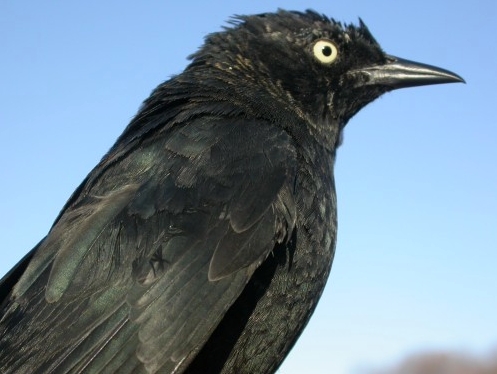 This Rusty Blackbird, banded on Friday morning, was the only one of its species observed at MBO this week, and only the third one ever banded here. (Photo by Marcel Gahbauer)-