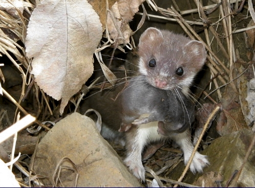 Interesting wildlife sightings continued this week, most notably this Shorttail Weasel moving her young from one urrow to another near the banding station. (Photo by Marie-Anne Hudson)