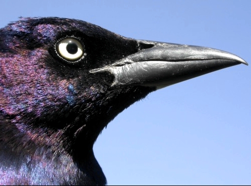 An imposing beak, not to be trifled with. With 9 Common Grackles banded this week, a few of us were given a quick reminder of the special challenges of working with these rather large and sometimes aggressive birds. (Photo by Marcel Gahbauer)-