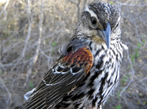 This female Red-winged Blackbird, recaptured this week, was one of the very first birds banded at MBO when we tested out nets in early May 2004. She was an after-second-year bird at that time, which means that she is now at least 4 years old. (Photo by Marie-Anne Hudson)