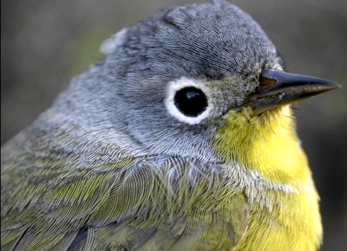 One of only three warblers banded at MBO so far this spring, this female Nashville Warbler was caught early on Friday morning. (Photo by Marcel Gahbauer)-