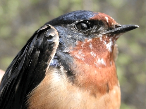 Barn Swallow, a new addition this week to our all-time list of species banded at MBO. (Photo by Marcel Gahbauer)-