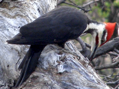 This second-year male Pileated Woodpecker was spotted just beside the banding station during census, and this photo happened to catch it with its tongue extended. (Photo by Martin Bowman)