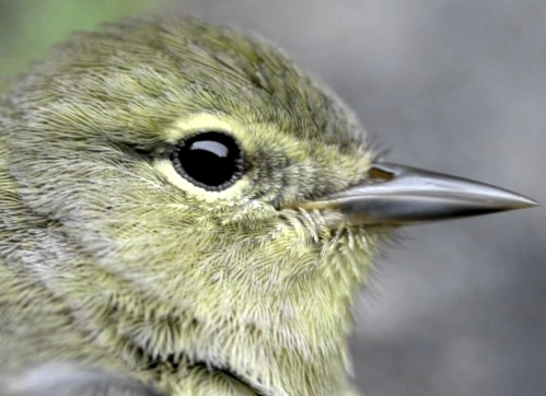 This second-year female Orange-crowned Warbler had only a couple of slightly orange-tipped feathers in her crown. Until Sunday, this species had never been banded at MBO in spring. (Photo by Marcel Gahbauer)-