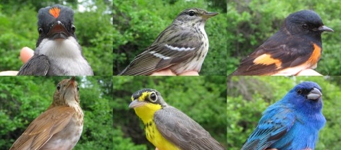 A sampling of some of our newly-banded species for this week (mounted in no particular order - we claim no favorites! Actually, there were the photos that I had on hand...): Eastern Kingbird, Blackpoll Warbler, American Redstart, Veery, Canada Warbler, and Indigo Bunting. (Photos by Marie-Anne Hudson)-