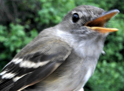 A highlight for this week was our fourth foreign recapture: a Traill's Flycatcher that was banded June 5, 2003 in Michigan landed in our nets early Saturday morning. The gray sky only allowed a rather marginal photo to be taken of our special visitor. (Photo by Marie-Anne Hudson)