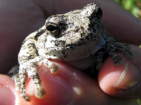 On a non-birdy note, this week the Gray Treefrogs have really been singing, competing for air-time with the Yellow Warblers, Baltimore Orioles and Song Sparrows. This little guy was found sitting quietly in the shade under a Northern Cardinal nest. (Photo by Marie-Anne Hudson)