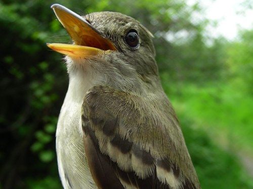Our last bird banded for SMMP 2008: we wish this Traill's Flycatcher (likely an Alder Flycatcher because they've been seen singing their heads off over the past few days, and not a Willow is to be found) ... happy trails as it heads towards its breeding grounds! (Photo by Marie-Anne Hudson)