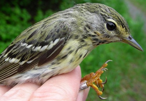 Just like male and female Black-throated Blue Warblers, male and female Blackpoll Warblers almost look like different species. (Photo by Marie-Anne Hudson)