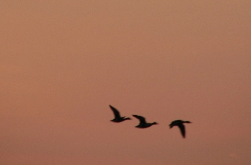 Waterfowl numbers remain low compared to previous spring seasons, due to the late thaw, but all the same a few geese and ducks are being seen most mornings. (Photo by Barbara Frei)