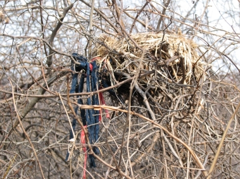 For a while we've noticed that net ties have been disappearing, especially along the B/N nets. With all the leaves off the trees, it was fairly easy to spot the culprit on an early season tour of the net lanes - a Gray Squirrel that seems to have draped at least 9 of them as a decoration beside its nest! (Photo by Barbara Frei)