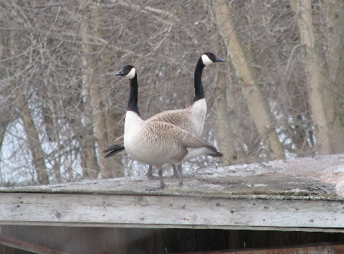 Every year the old blind in the back pond teeters closer to collapse, but the Canada Geese still show an interest in it as a nesting site. Time will tell whether they end up seeking out a more stable location for laying this year's eggs (Photo by Barbara Frei).