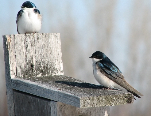 Though the landscape remains flecked with remnant snow, early returning migrants are nonetheless getting down to the business of nesting (Photo by Barbara Frei)