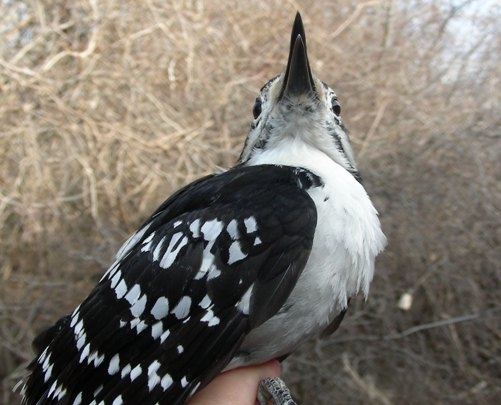 Here's lookin' at you kid! While hardly a kid anymore, this after-third-year Hairy Woodpecker holds a very special place in MBO history: first banded in 2004 and recaptured in June of 2005, we haven't seen this guy in our nets again until this week! Eerily enough, an American Robin also returned to MBO during the same net round, and was also banded in 2004 (Photo by Marie-Anne Hudson)
