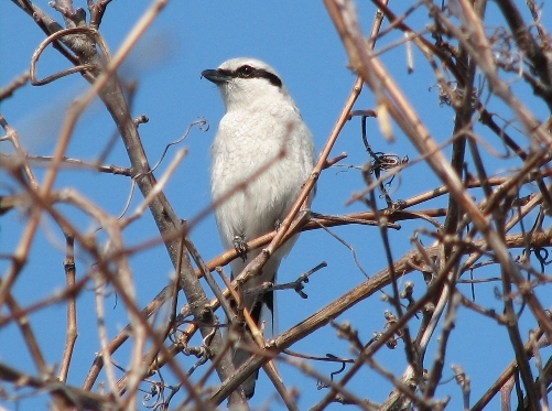 This Northern Shrike has made itself quite conspicuous throughout the week, singing, trilling, appearing in a net (see the band glinting in the sunlight?), and even peering into nest boxes! We observed it perched on a nest box after having a pair of Tree Swallows hovering around. Apparently unsatisfied at simply being perched on the box, it decided to take a closer look and actually stuck its face in the hole! (Photo by Barbara Frei)
