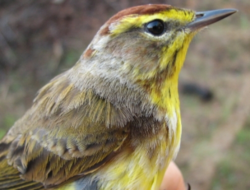 Our first warbler of 2008 was not the expected Yellow-rumped Warbler, but an after-second-year male Yellow Palm Warbler - especially surprising as we have now banded 100 Palm Warblers in total, but this was the first one we've banded during spring! This little guy had a stow-away in the form of a tick which Barbara carefully removed. We’re assisting with John Scott’s tick project again this year, so not only are we helping the birds by taking these rather uncomfortable creatures off, but we’re gleaning information from them as well! (Photo by Barbara Frei)