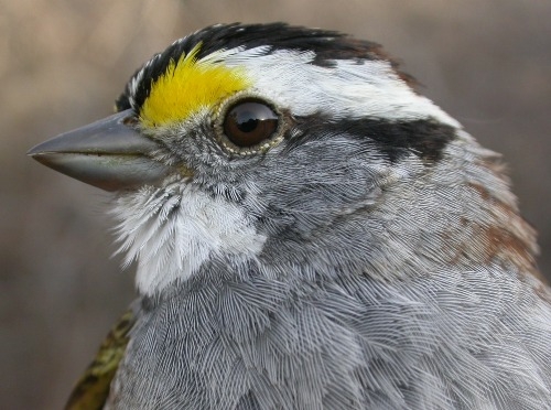 This was the week of the White-throated Sparrow at MBO! Honourable mention goes to the woodpecker crew, with one Downy Woodpecker and two Yellow-bellied Sapsuckers banded (Photo by Marcel Gahbauer)
