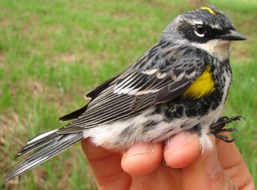 T his young male Yellow-rumped Warbler is sure to be followed by many more over the coming weeks. (Photo by Barbara Frei)