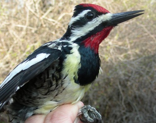 This male Yellow-bellied Sapsucker was followed by a female in the exact same spot in the net! These were only the 7th and 8th ones banded at MBO. (Photo by Marie-Anne Hudson)