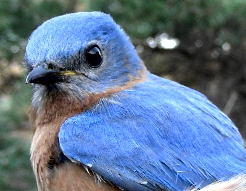 Ask and ye shall receive: they've been hanging around for a week and we've been saying how nice it would be for one of them to hit the net ... this after-second-year male obliged, taking his place as the third Eastern Bluebird banded at MBO. (Photo by Marie-Anne Hudson)