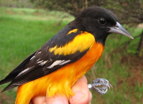 A sure sign that summer’s coming: the vibrant oranges of returning Baltimore Orioles. (Photo by Barbara Frei)