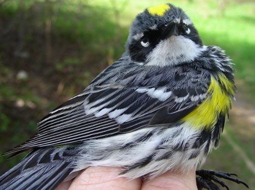 Though nowhere close to our Yellow-rumped Warbler invasion of fall 2006, these little guys seemed to pop up everywhere this week, with more banded during this period than the entire 2006 spring season (and close to our 2005 and 2007 totals). This particularly handsome after-second-year male will likely be continuing to wing his way north to breed any day now. (Photo by Marie-Anne Hudson)
