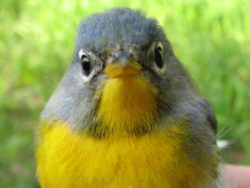 One of our smaller warblers, the Northern Parula is also among the least common warblers at MBO, ranking 20th among the 24 species we have banded to date. This after-second-year female is only the third Northern Parula we've banded during spring migration. (Photo by Barbara Frei)