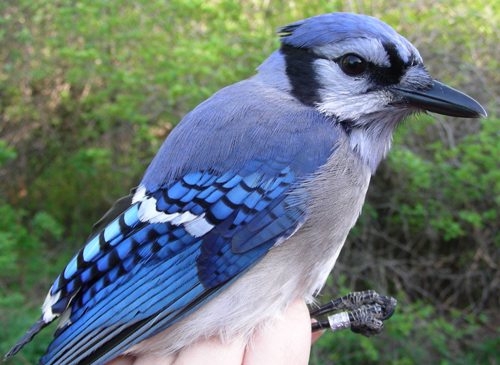 Though they're common at MBO, it's always a special treat to get a Blue Jay in the net, as they're very well behaved and wonderful to look at. (Photo by Marie-Anne Hudson)