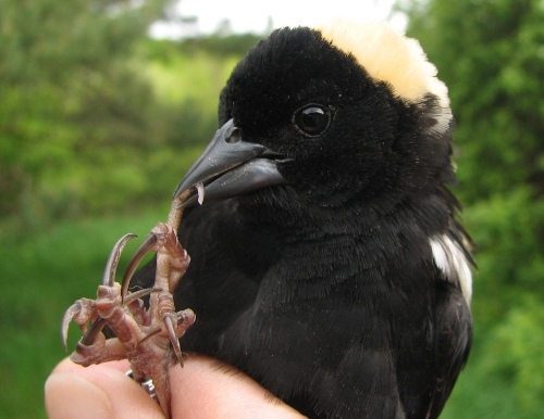 This after-hatch-year male Bobolink is clearly thinking hard about how to escape. He was the first Bobolink ever banded at MBO, though our BIC Barbara is an old hand at banding them already thanks to her MSc thesis. For more information concerning Bobolinks and grasslands, please click here. We were especially excited to see that he had a well developed cloacal protuberance, an indication that he may be getting ready to breed in the field right next to MBO. We’re hoping to contact the McGill farm to see if we can delay mowing this year to give these guys, and the Savannah Sparrows that are still singing away, the chance to raise at least one brood. (Photo by Barbara Frei)