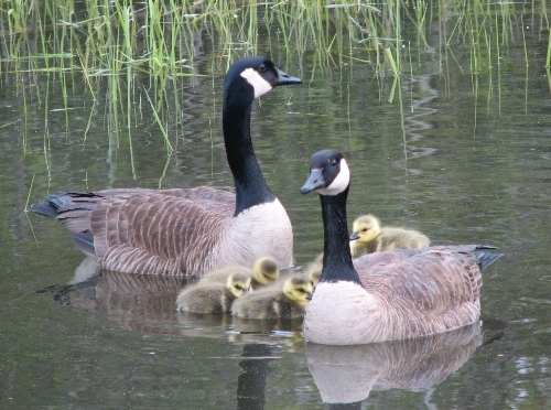 Our first babies of the year! Though the Canada Goose (dubbed Priscilla) that decided to nest on the top of the duck blind in the middle of the back pond is still sitting there waiting for her brood to hatch, this family apparently got an earlier start. (Photo by Barbara Frei)