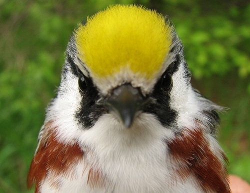 This second-year male Chestnut-sided Warbler finally made his appearance in our nets. We’ve been waiting for our first one of the year for a little while now. (Photo by Barbara Frei)