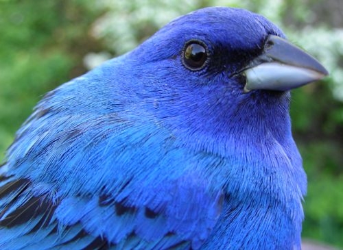 It was very difficult to pick a photo of the week, but we figured why not go with the most colourful of the bunch? This after-second-year male Indigo Bunting was a shoe-in. (Photo by Marie-Anne Hudson)