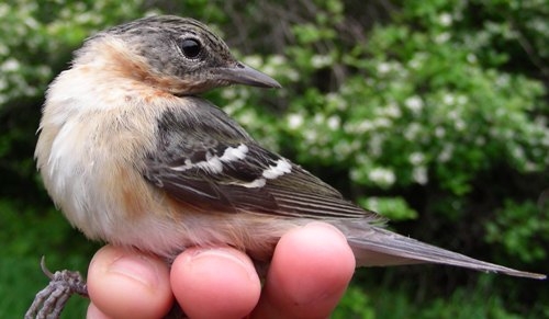 This second-year female Bay-breasted Warbler is the first one we’ve ever banded in spring, and only one of 10 ever banded at MBO! (Photo by Marie-Anne Hudson)
