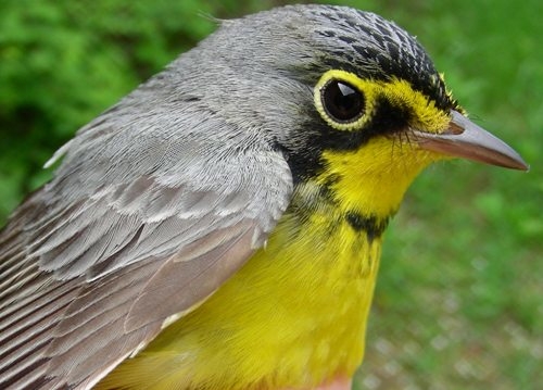 We counted about eight Canada Warblers this week, including the three we banded. This species has recently been designated as being threatened in Quebec, so we’re keeping a special eye out for them (Photo by Marie-Anne Hudson)