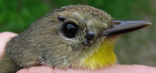 This second-year female Common Yellowthroat benefited from some tick removal – four of them to be precise – which are now winging their way to Ontario for inclusion in the Tick Project that we’re assisting with. We’re sure she felt much better with these critters removed from around her eye! (Photo by Marie-Anne Hudson)