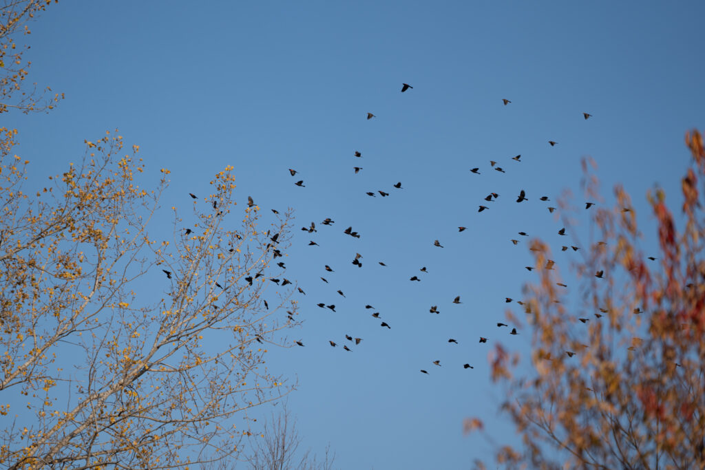 McGraw_Vincent_mbo-32