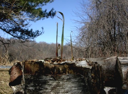 In this first week of early spring, these grass blades sprouting vigorously from one of the stumps just outside our banding cabin are a fitting symbol of the season. (Photo by Marcel Gahbauer)
